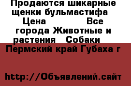 Продаются шикарные щенки бульмастифа › Цена ­ 45 000 - Все города Животные и растения » Собаки   . Пермский край,Губаха г.